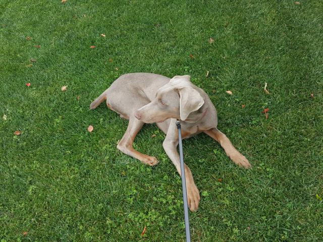 Otis Resting in Yard (Medium)